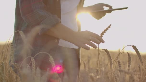 Jungbäuerin im karierten Hemd im Weizenfeld vor dem Hintergrund des Sonnenuntergangs. das Mädchen benutzt ein Tablet, plant zu ernten — Stockvideo