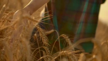 Buğday tarlasında koşan kadın eli. Buğday kulaklarına dokunan kız eli yakın çekim. Hasat konsepti. Hasat. Buğday tarlasında koşan kadın eli.