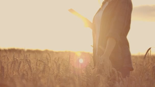 Une agricultrice portant une chemise à carreaux avec un ordinateur tablette à la main traverse un champ de blé au coucher du soleil, vérifiant. La qualité et la maturité de la culture . — Video