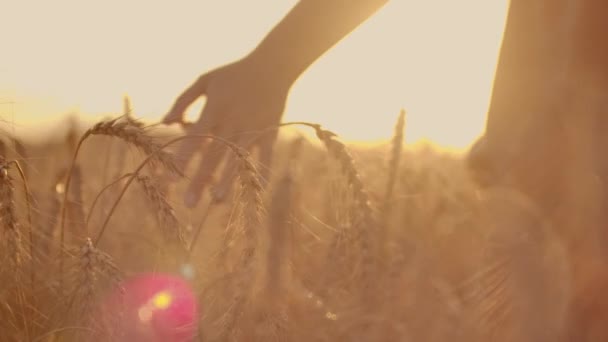 Una agricultora con una camisa a cuadros con una tableta en las manos está caminando a través de un campo de trigo al atardecer, revisando. Calidad y madurez del cultivo . — Vídeos de Stock