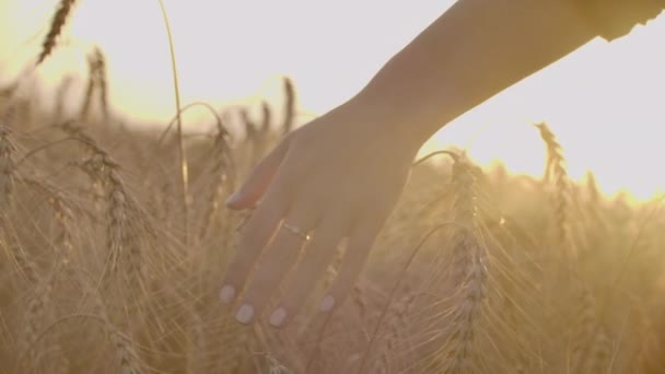 Frau Hand läuft durch Weizenfeld. Mädchen Hand anfassen Weizenähren closeup.Harvest Konzept. Ernten. Frauenhand läuft durch Weizenfeld. — Stockvideo