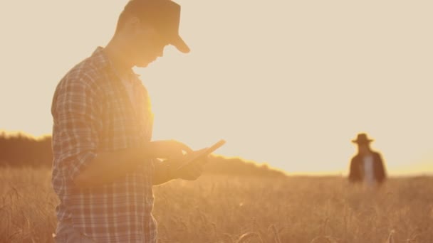 Två bonde man och kvinna stående i ett vetefält och tittar på tabletten, de undersöker Corp. — Stockvideo