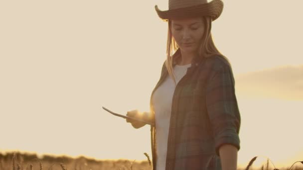 Elinde tablet bilgisayar olan ekose gömlekli bir kadın çiftçi gün batımında buğday tarlasında yürüyor, kontrol ediyor. Mahsulün kalitesi ve olgunluğu. — Stok video