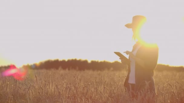 Farmářka s tabletovým počítačem v dlaních zkoumá uši žita a zadává data do tabletového počítače. — Stock video