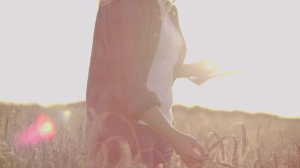 Primer plano de una mujer al atardecer toca el germen de trigo y hace que los datos en la tableta — Vídeos de Stock