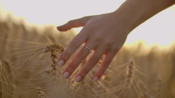 Bäuerin geht bei Sonnenuntergang über das Weizenfeld und berührt Weizenähren mit den Händen - landwirtschaftliches Konzept. — Stockvideo