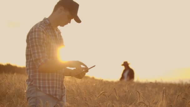 小麦畑の夕暮れ時に帽子や錠剤を着た農家の男女が穀物と小麦胚芽の手を検査し、触れる — ストック動画