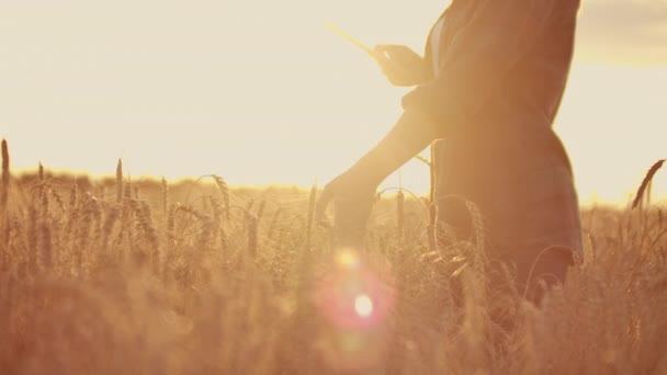 Jeune agricultrice dans un champ de blé sur fond de coucher de soleil. Une fille pique des pointes de blé, puis utilise une tablette. L'agriculteur se prépare à récolter . — Video