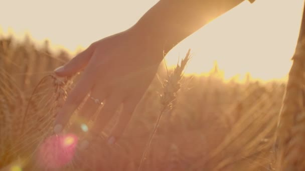 Agricultora caminando por el campo de trigo al atardecer tocando las espigas de trigo con las manos - concepto de agricultura . — Vídeos de Stock