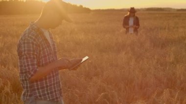 İki çiftçi adam ve kadın bir buğday tarlasında duran ve tablet bakarak, Onlar corp inceliyorlar.