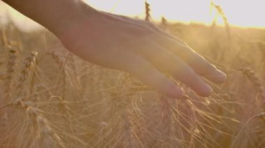 Tarlada buğdaya dokunan bir çiftçinin yakın çekimi. Tarladaki buğdaya dokunan çiftçi elinin yavaş hareketi.