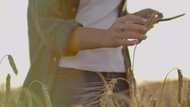 夕日を背景に麦畑の格子縞のシャツの若い女の子の農家。少女はタブレットを使って、収穫予定 — ストック動画