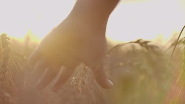 Weibliche Hand, die den Weizen im Sonnenuntergang auf dem Feld berührt. Zeitlupe. weibliche Hand berührt einen goldenen Weizen auf dem Feld im Licht des Sonnenuntergangs. Zeitlupe. — Stockvideo