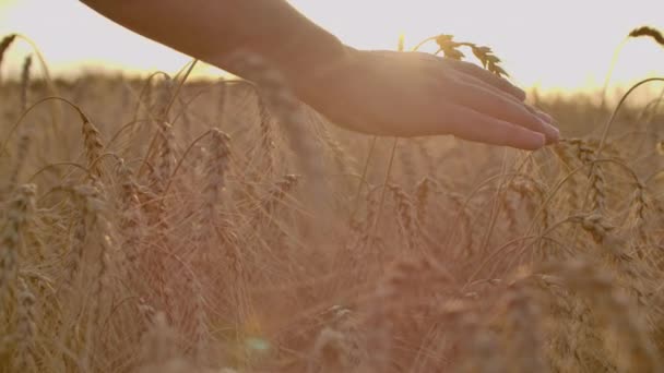 Mano de hombre sosteniendo cebada. Agricultura. Puesta de sol. Agricultor tocando su cosecha con la mano en un campo de trigo dorado. Cosecha, concepto de agricultura ecológica — Vídeo de stock