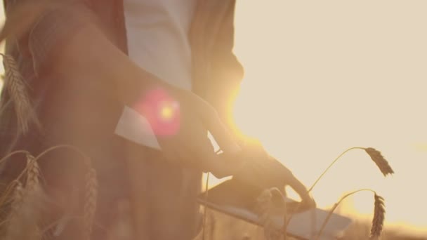 Jungbäuerin im karierten Hemd im Weizenfeld vor dem Hintergrund des Sonnenuntergangs. das Mädchen benutzt ein Tablet, plant zu ernten — Stockvideo