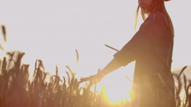 Mulher agricultor em um chapéu e uma camisa xadrez toca os brotos e sementes de centeio, examina e insere dados no computador tablet está no campo ao pôr do sol — Vídeo de Stock