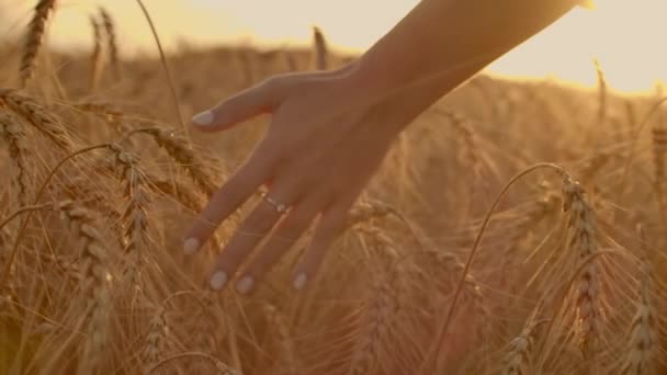 Mano femminile che tocca il grano sul campo in una luce del tramonto. Al rallentatore. Mano femminile che tocca un grano dorato sul campo in una luce del tramonto. Rallentatore . — Video Stock