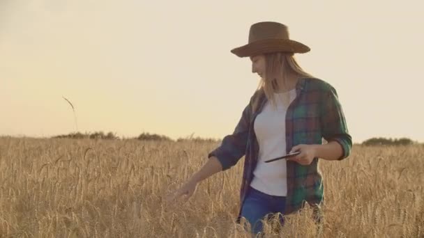 Крупним планом жінка на заході сонця торкається зародка пшениці і робить дані в таблетці — стокове відео
