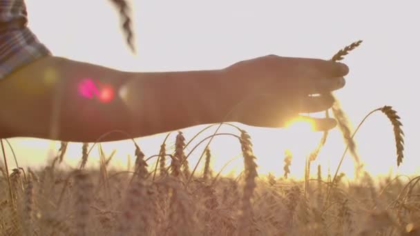 Un hombre con la espalda al espectador en un campo de trigo tocado por la mano de espigas en la luz del atardecer . — Vídeo de stock