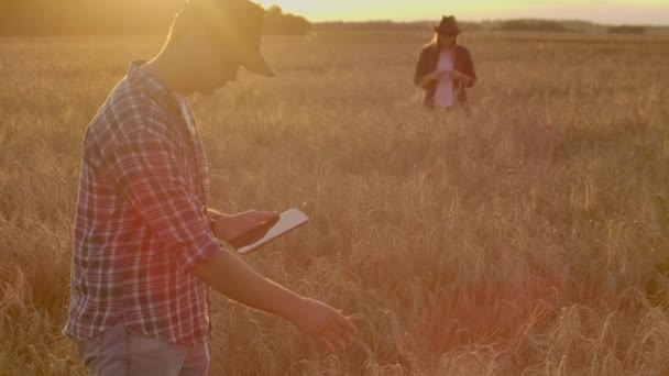 Agricoltori uomo e donna in cappelli e compresse al tramonto in un campo di grano e camicie ispezionare e toccare le mani di grano e germe di grano — Video Stock