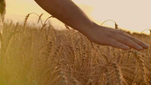 Пшеничные уши в женской руке. Поле на закате или восходе солнца. Урожай. Концепция . — стоковое видео