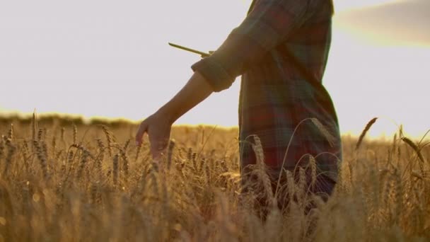 Крупный план женщины на закате касается зародыша пшеницы и делает данные в таблетке — стоковое видео