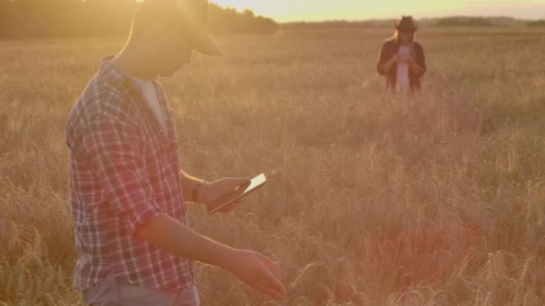 Due contadini, un uomo e una donna in un campo di grano con un computer tablet lavorano e analizzano il successo del raccolto, toccando i germogli con le mani. Pianificazione del raccolto . — Video Stock