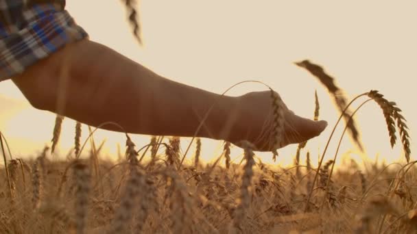 Primer plano de un granjero tocando trigo en el campo. Movimiento lento de la mano del agricultor tocando el trigo en el campo . — Vídeos de Stock