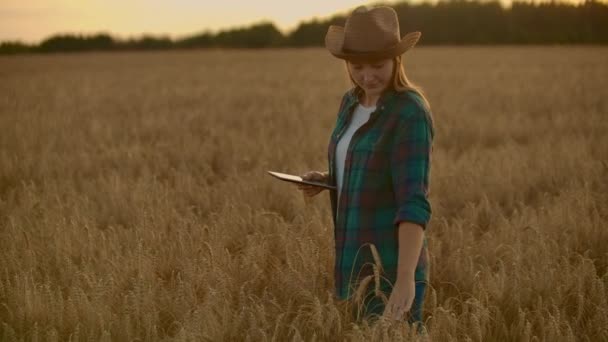 日没時の女性のクローズアップは、小麦胚芽に触れ、タブレットでデータを作ります — ストック動画