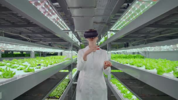 Plantación hidropónica vertical una mujer en una bata blanca utiliza tecnologías de realidad virtual que simulan el funcionamiento de la interfaz — Vídeo de stock