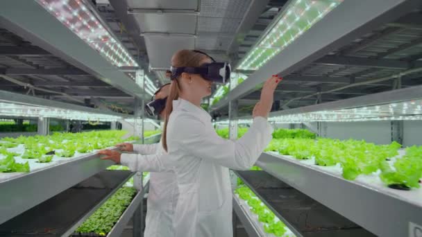 Cientistas em casacos brancos não usam óculos de realidade virtual em uma fazenda de hidroponia para controlar a rega. Geneticistas analisam a composição de hortaliças em plantios . — Vídeo de Stock