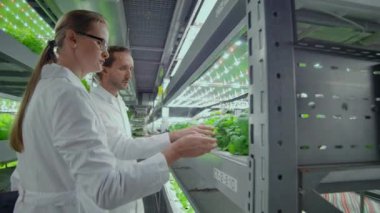 Modern teknoloji ve hidroponik kullanarak bilim adamları ve çiftçilerin erkek ve kadın takım çalışması. Kötü bir ortamda sebze ve salata yetiştirme işi. Çevre dostu ürünler kavramı