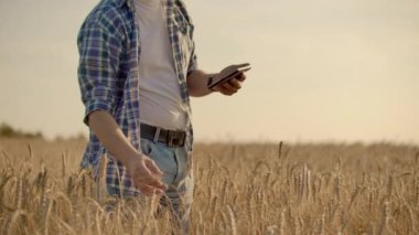 Şık eski beyaz çiftçi sabah gün doğumu sırasında çiftliğinde altın buğday tarlasında yürüyüş.