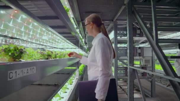 Kamera prochází koridory moderní kovové farmy pro pěstování zeleniny a bylin, tým vědců používajících počítače a moderní technologie řídí růst a zdraví úrody — Stock video