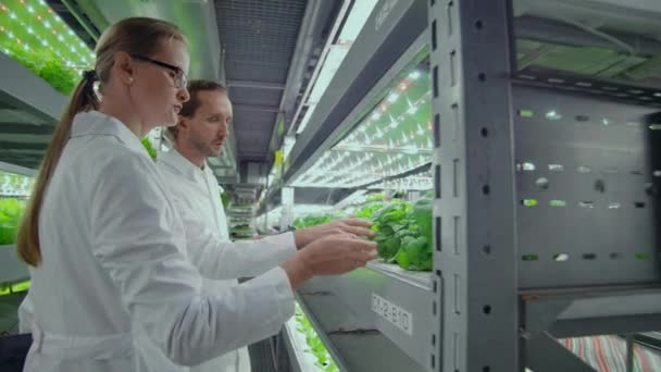 Team arbete av forskare och jordbrukare män och kvinnor som använder modern teknik och hydroponics. Verksamheten i växande grönsaker och sallader i en dålig miljö. Begreppet miljövänliga produkter — Stockvideo