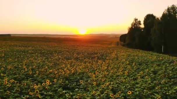 Luftaufnahmen mit einer Drohne auf dem Feld mit Sonnenblumen bei Sonnenuntergang — Stockvideo