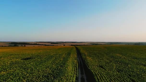 Un volo su un campo verde infinito. Aerea . — Video Stock