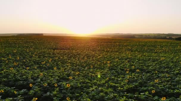 Fotografía aérea con un dron en el campo con girasoles al atardecer — Vídeo de stock