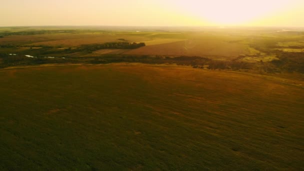 Aerial photography field at sunset, wheat field, green fields, field of sunflowers and corn. Agriculture. — Stock Video