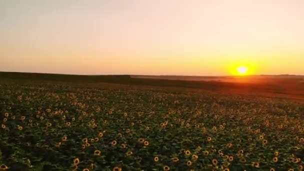 Fotografía aérea con un dron en el campo con girasoles al atardecer — Vídeos de Stock