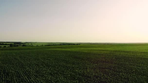 공중 광대 한 녹색 필드보기 - 농업 필드 공중 사진 - 녹색 풍경 무인 항공기. — 비디오