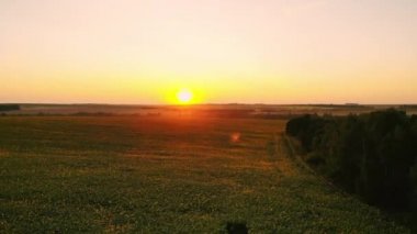Gün batımında ayçiçeği alanının hava fotoğrafçılığı. Bir kuş bakışı görünüme yeşil ayçiçeği alanıyla