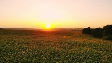 Sisli gün Ayçiçeği tarlası. Pus çiçek açan ayçiçeği çayır. Yaz manzara. Tarım ve çiftlik arka plan. Kırsal kavramı