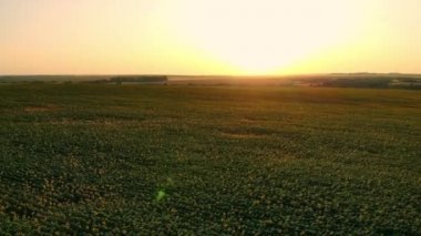 Sonsuz yeşil bir alanın üzerinden bir uçuş. Hava.