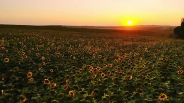 Mavi bulutsuz gökyüzü ile çiçeklenen sarı ayçiçeği tarlasının üzerinde uçan hava. Mavi gökyüzünün altında beyaz kabarık bulutlu ayçiçeği tarlası. Ekolojik konsept için harika dron fotoğrafı.