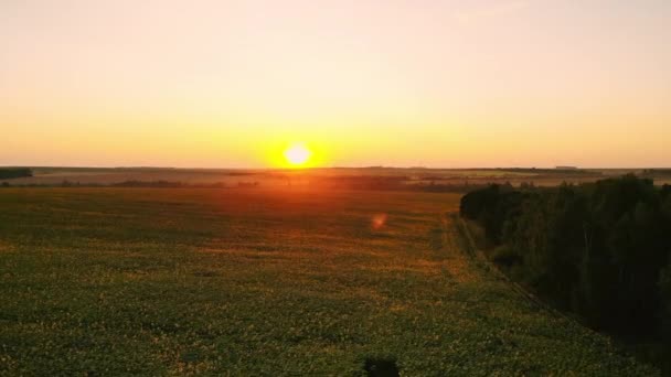 Fotografia lotnicza Słonecznikowe pole o zachodzie słońca. Zielony Słonecznikowe pole z widok z lotu ptaka — Wideo stockowe