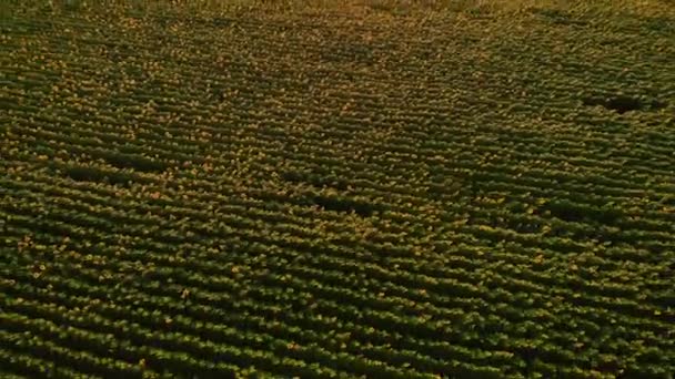 Fotografía aérea con un dron en el campo con girasoles al atardecer — Vídeos de Stock