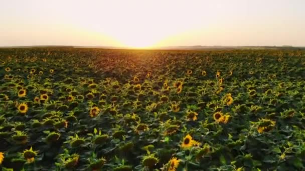 Vliegtuig Vliegen over Bloeiende gele zonnebloemen veld met blauwe wolkenloze hemel. Zonnebloemen veld onder de blauwe hemel met witte pluizige wolken. Prachtige drone foto voor ecologisch concept. — Stockvideo