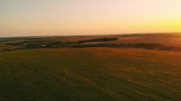 Luftaufnahme eines Sonnenblumenfeldes bei Sonnenuntergang. grüne Sonnenblumenwiese mit Vogelperspektive — Stockvideo