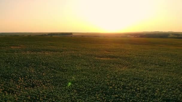 Um voo sobre um campo verde sem fim. Aviação . — Vídeo de Stock